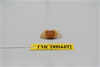 藏品(衛氏毛帶蟹)的圖片